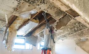 Trusted Alta Sierra, CA Mold Removal Services Experts